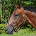 Country Pride Aurora Fancy Stitched Padded Leather Halter with Matching Lead
